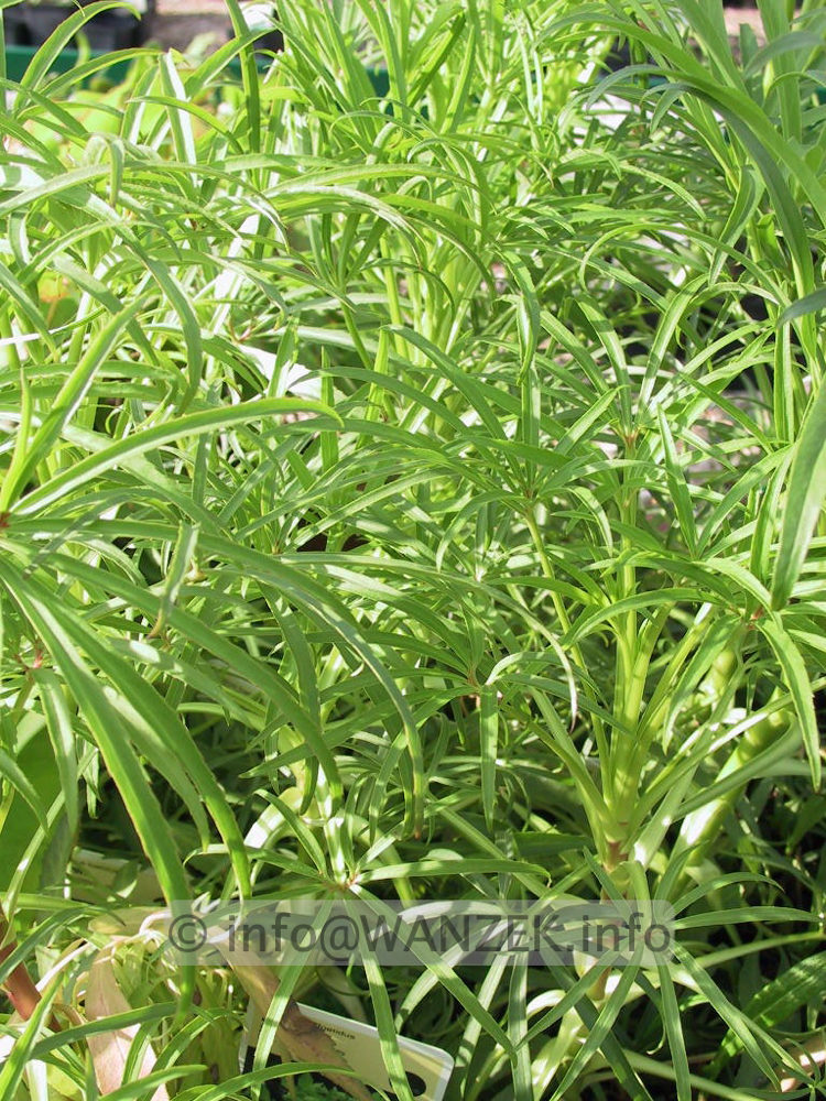 Helleborus foetidus - junges Laub.jpg